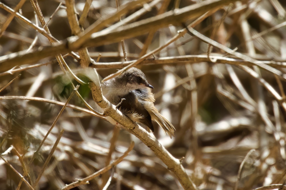White-browed Scrubwren - ML273131041