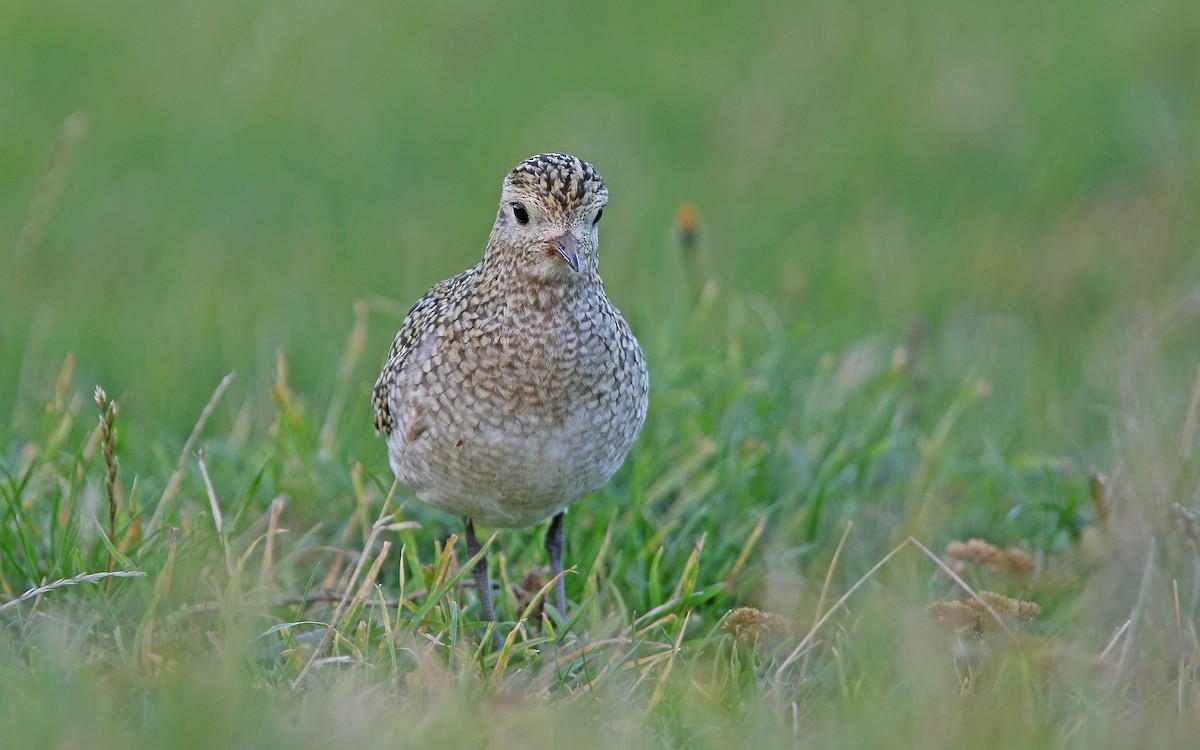 European Golden-Plover - Christoph Moning