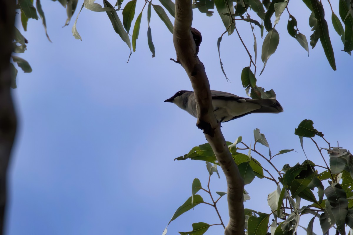 White-bellied Cuckooshrike - ML273131401