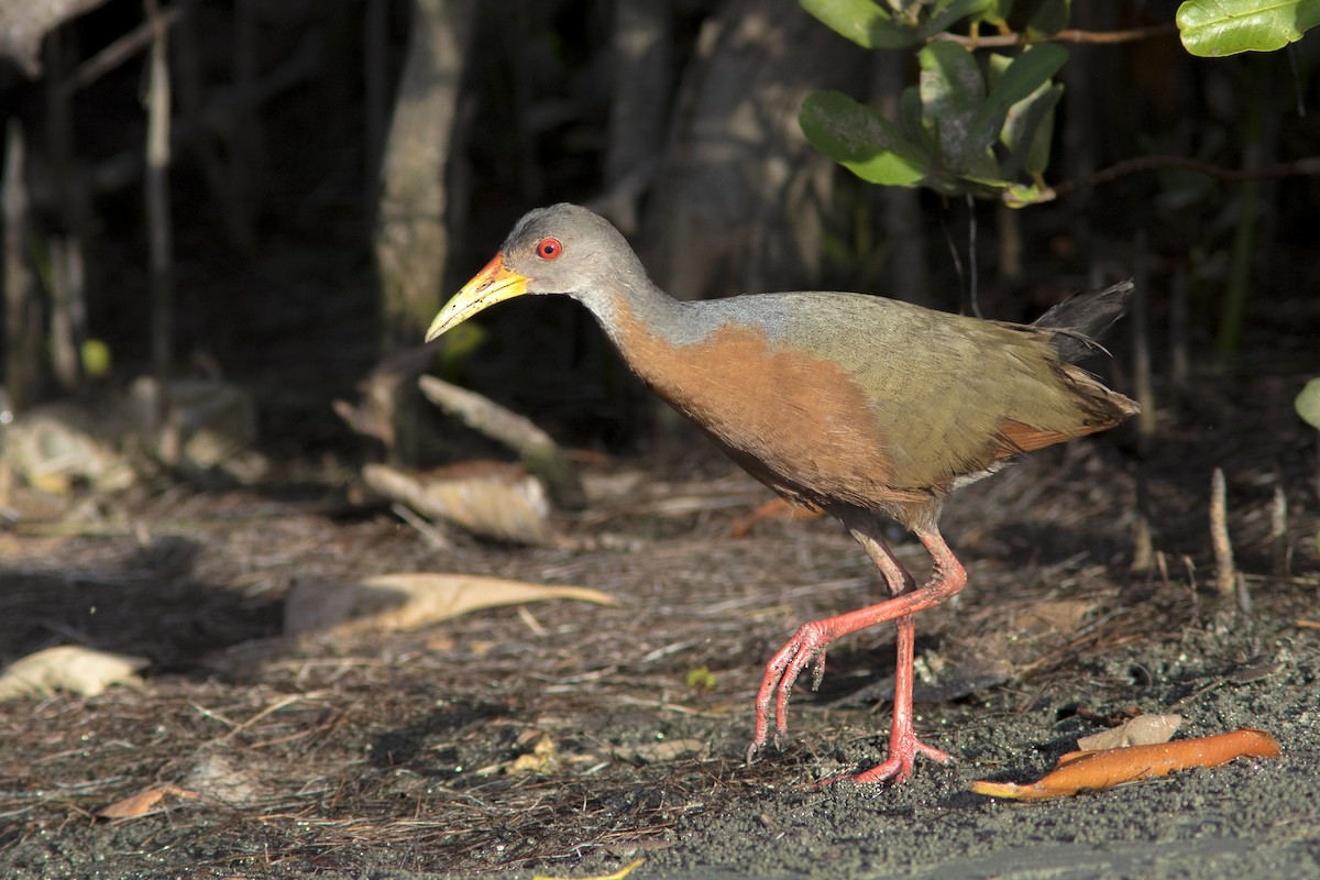 Little Wood-Rail - ML273131751