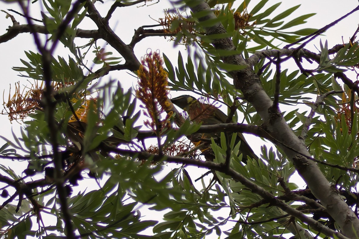 Lewin's Honeyeater - ML273131901