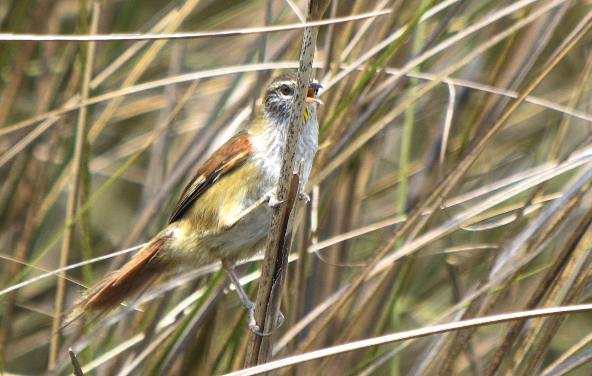 Sulphur-bearded Reedhaunter - ML273132411