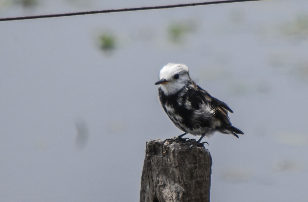 White-headed Marsh Tyrant - ML273132431