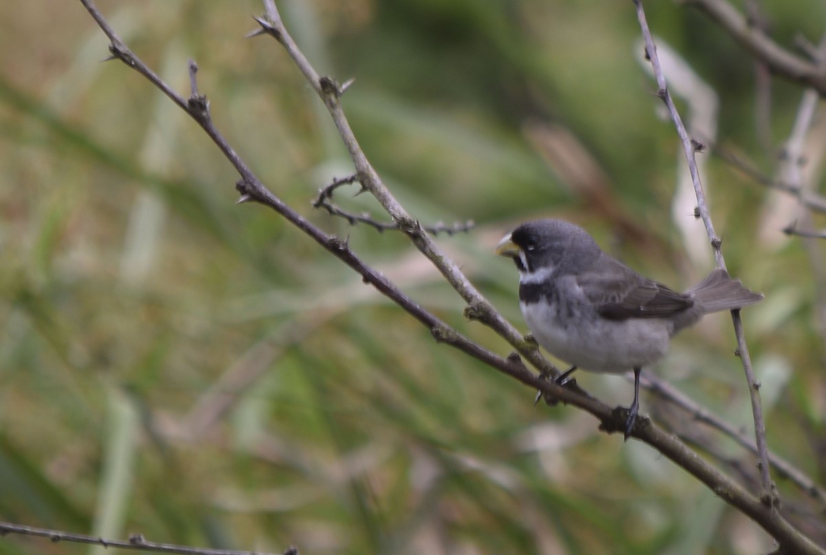 Double-collared Seedeater - ML273132541