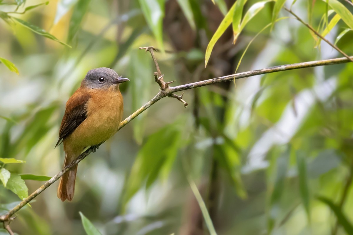 Rufous-tailed Attila - ML273133071