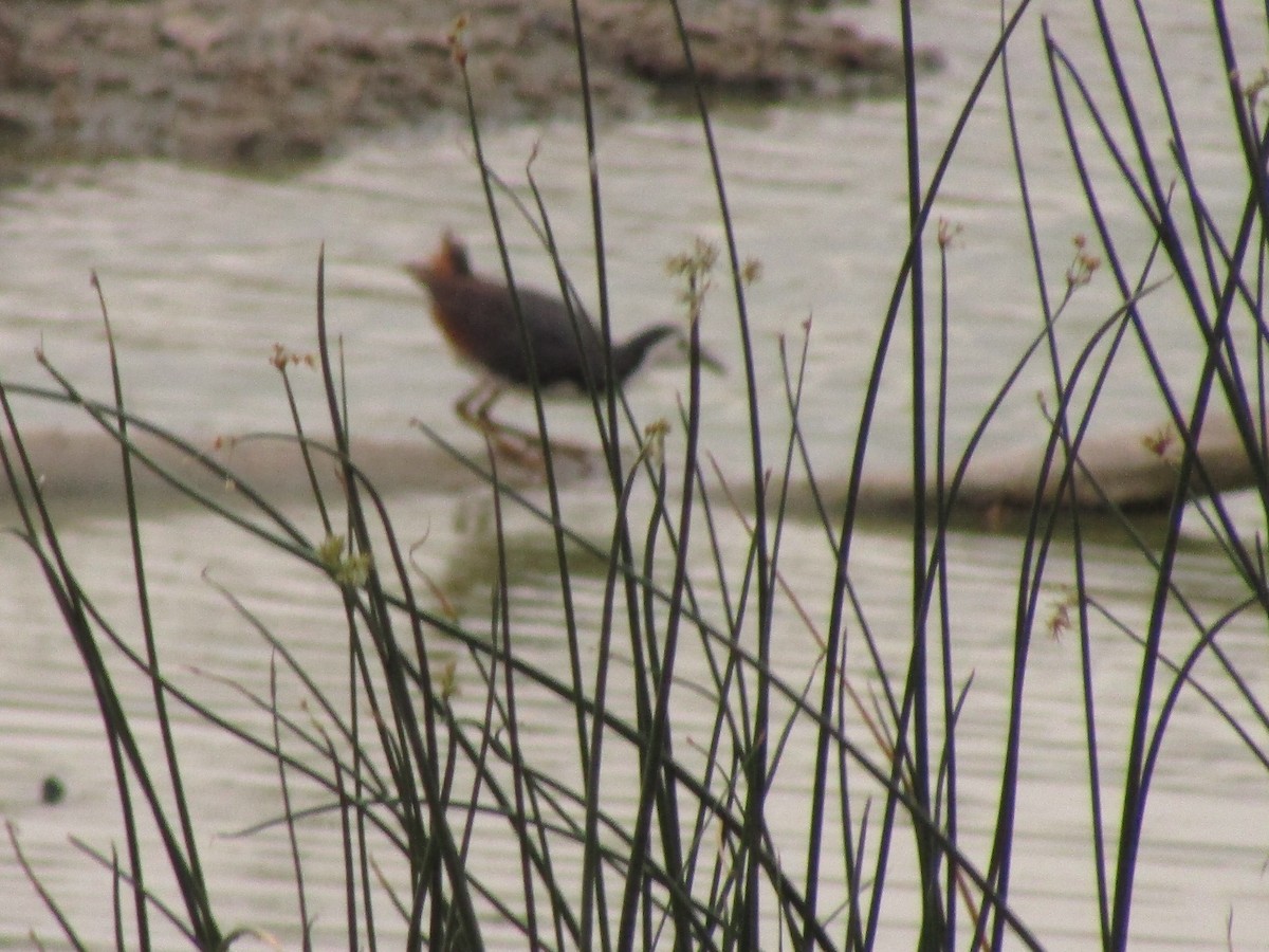 White-breasted Waterhen - ML273133471