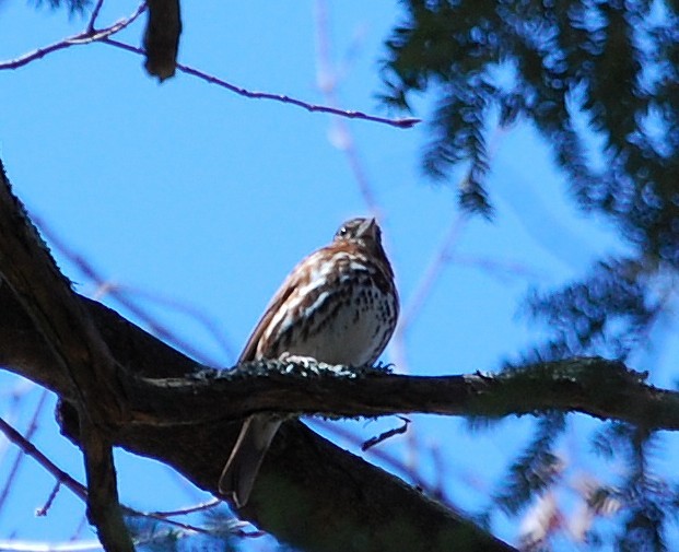 Fox Sparrow - ML27313351