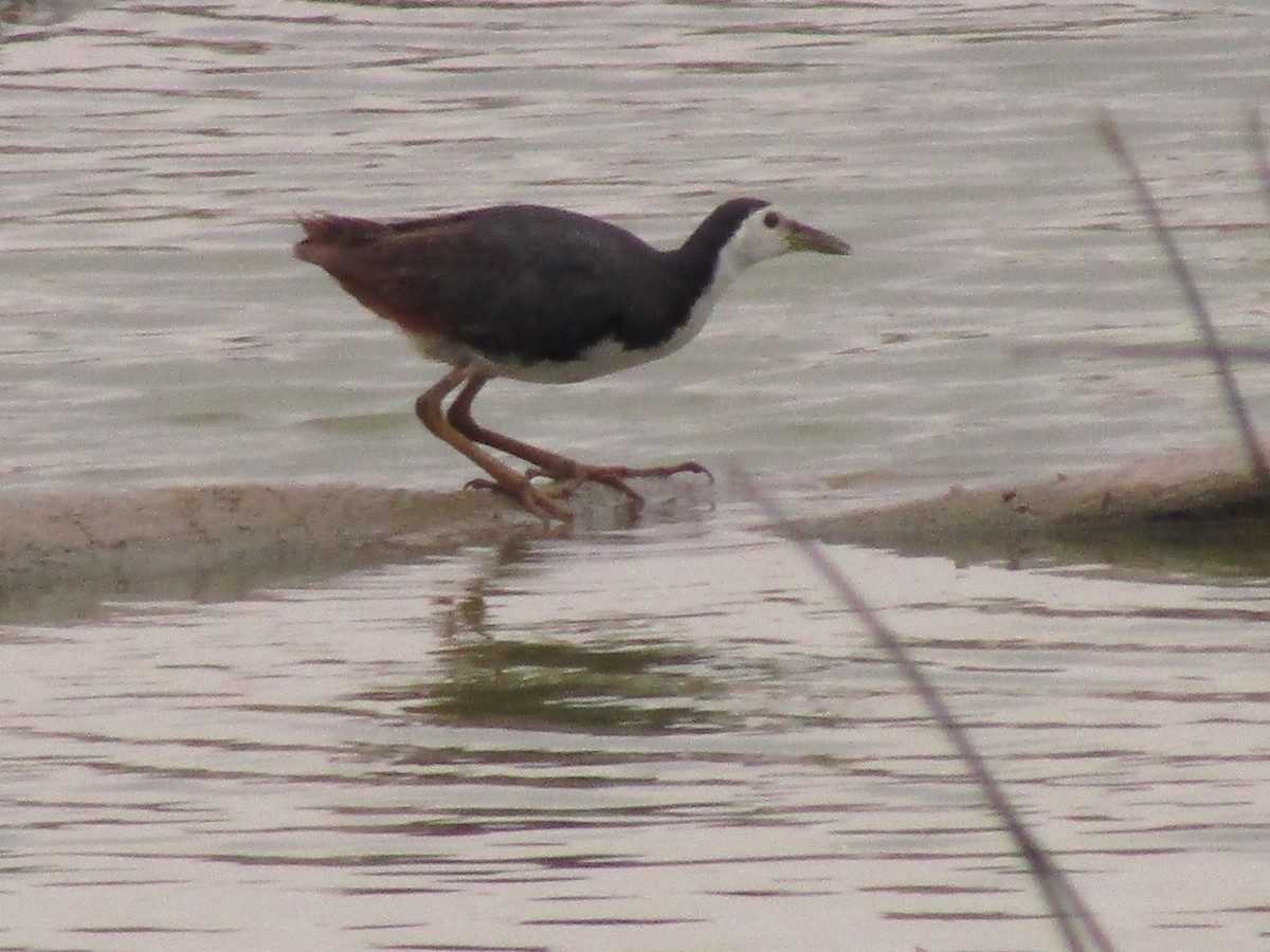 White-breasted Waterhen - ML273133511