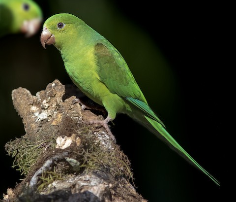 PDF) A review of the scientific names and taxonomy for 15