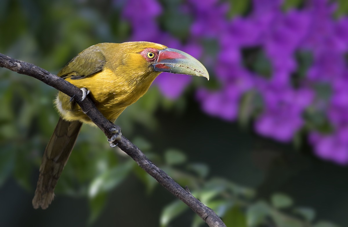 Saffron Toucanet - Caio Brito