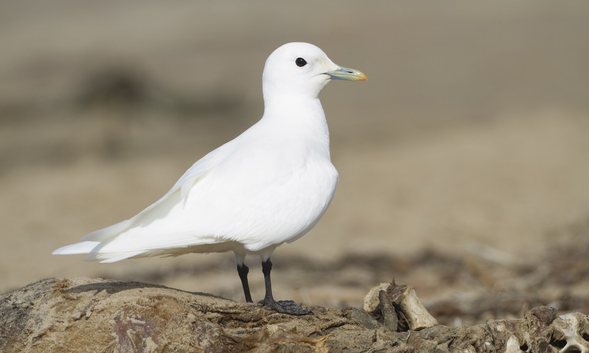 Ivory Gull - Brian Sullivan