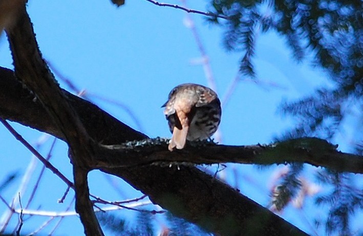 Fox Sparrow - ML27313551