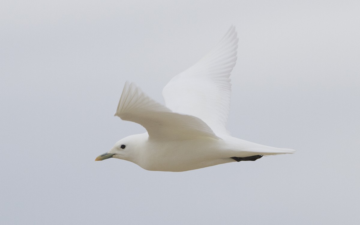 Ivory Gull - ML27313631