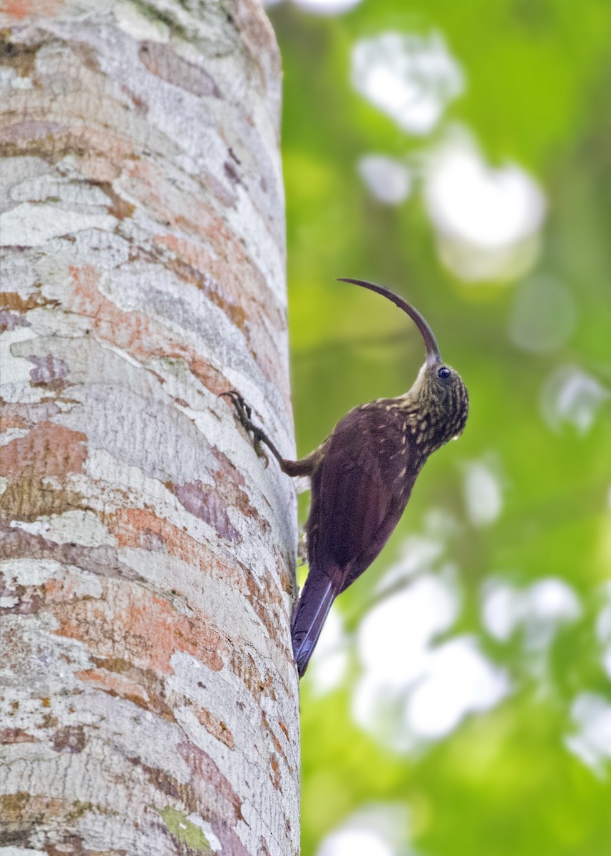 Xingu Scythebill - ML273137141