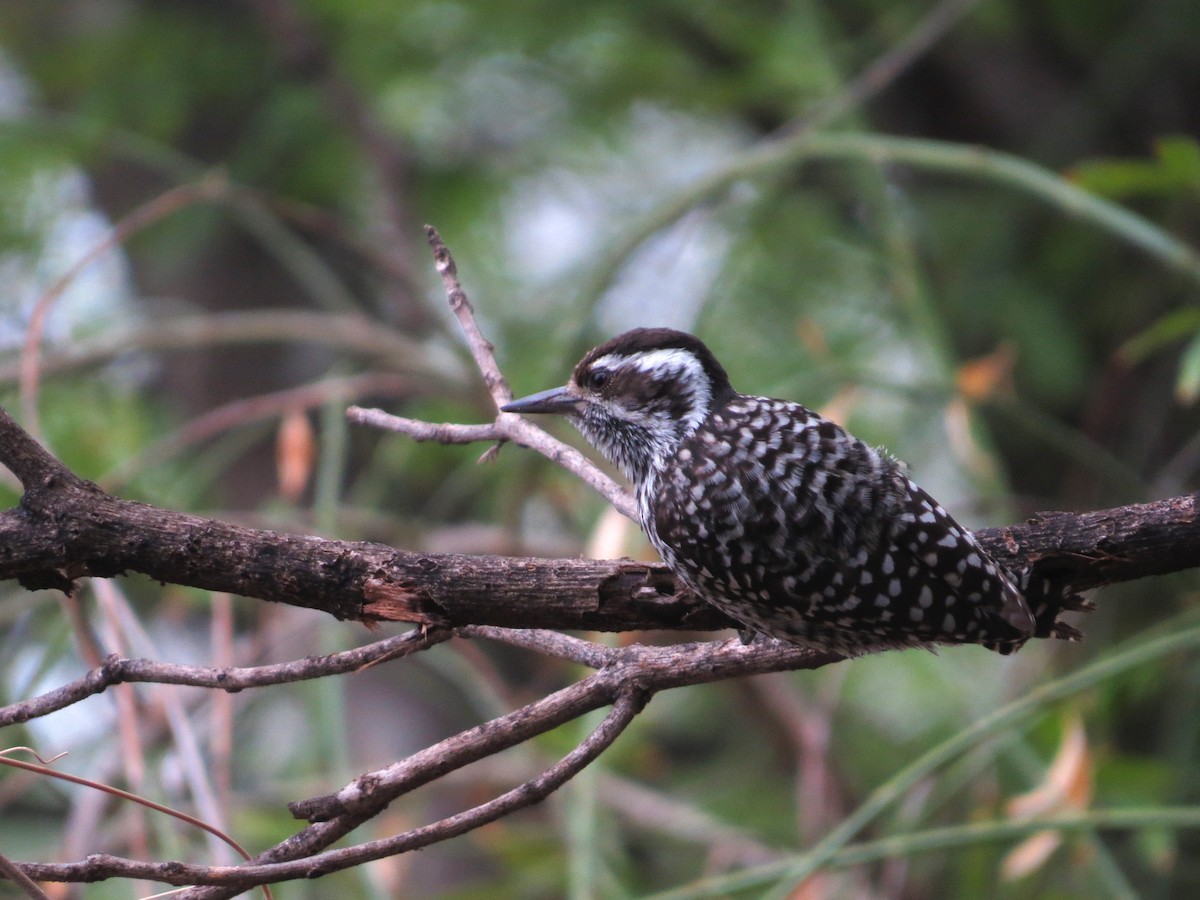 Checkered Woodpecker - Santiago Castillo