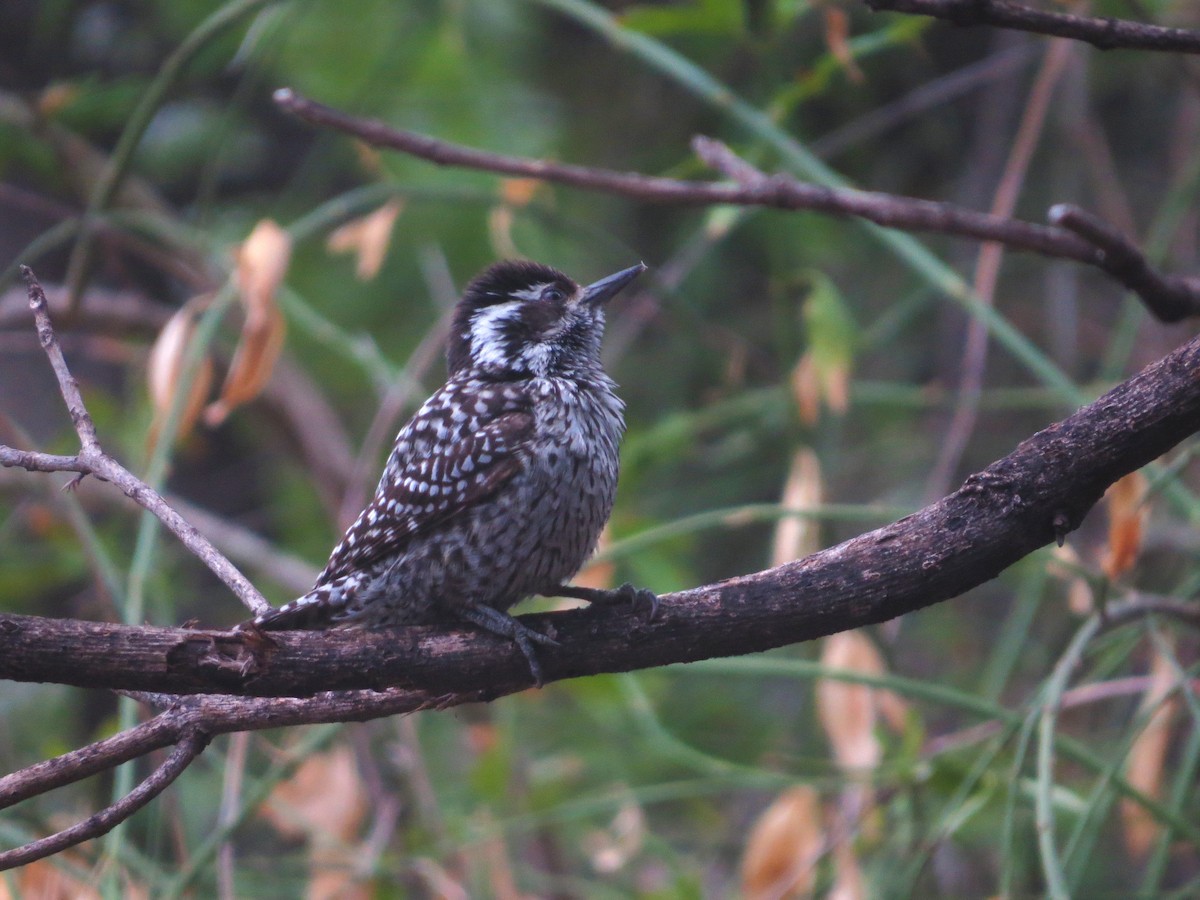 Checkered Woodpecker - ML273137681