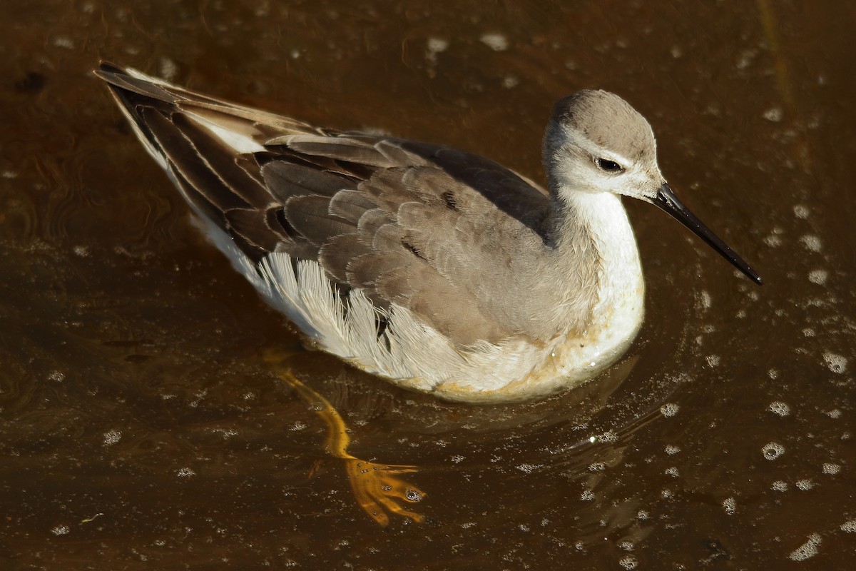 Wilson's Phalarope - ML273137871