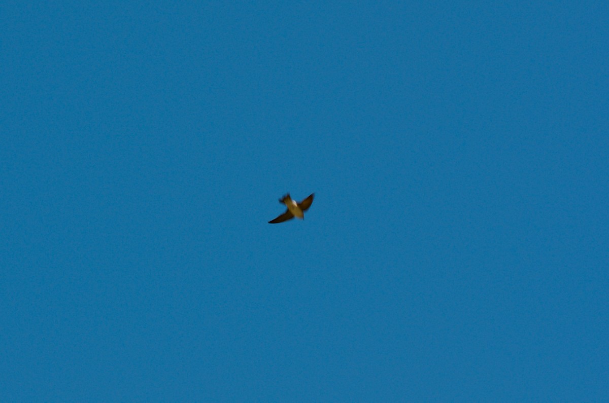 Golondrina Arborícola - ML273139101