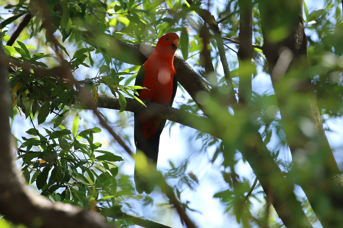 Australian King-Parrot - ML273139801