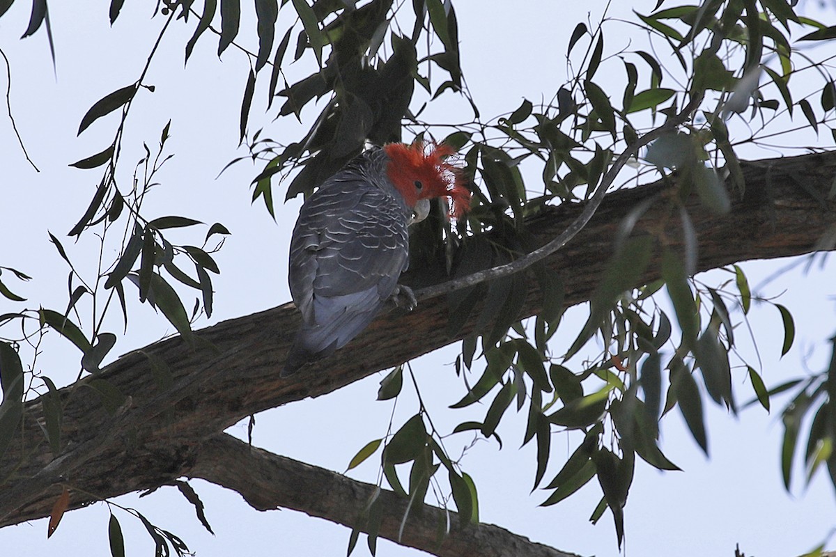 Gang-gang Cockatoo - ML273139811