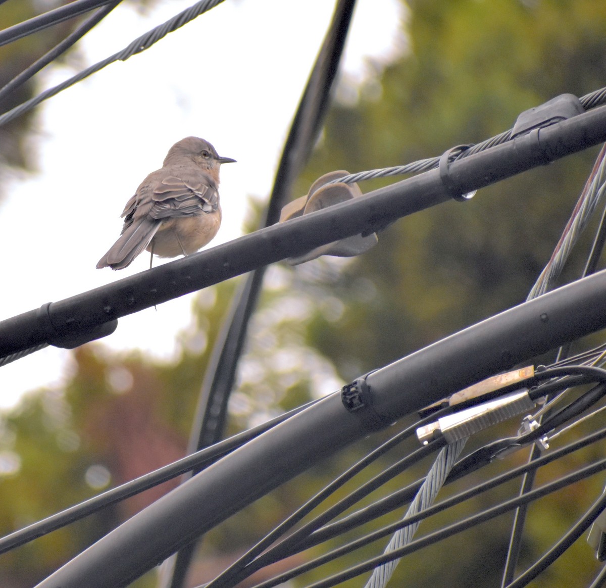 Northern Mockingbird - ML273141491