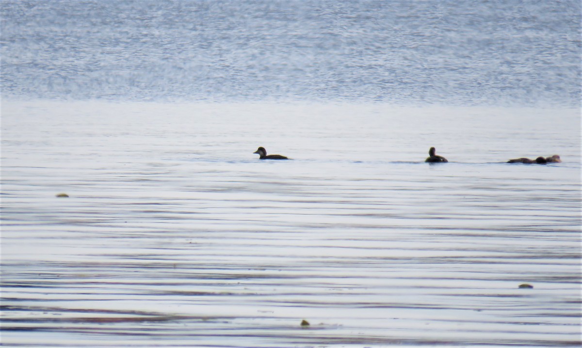 Black Scoter - ML273143951