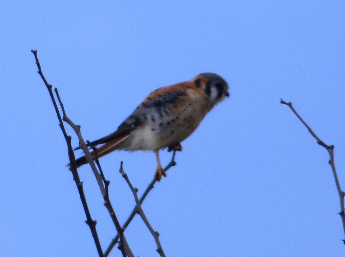 American Kestrel - Mary  McMahon