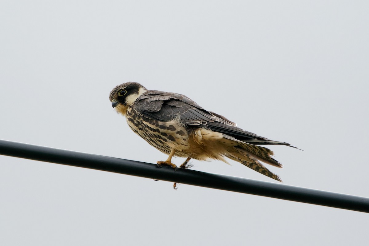 Eurasian Hobby - ML273146021