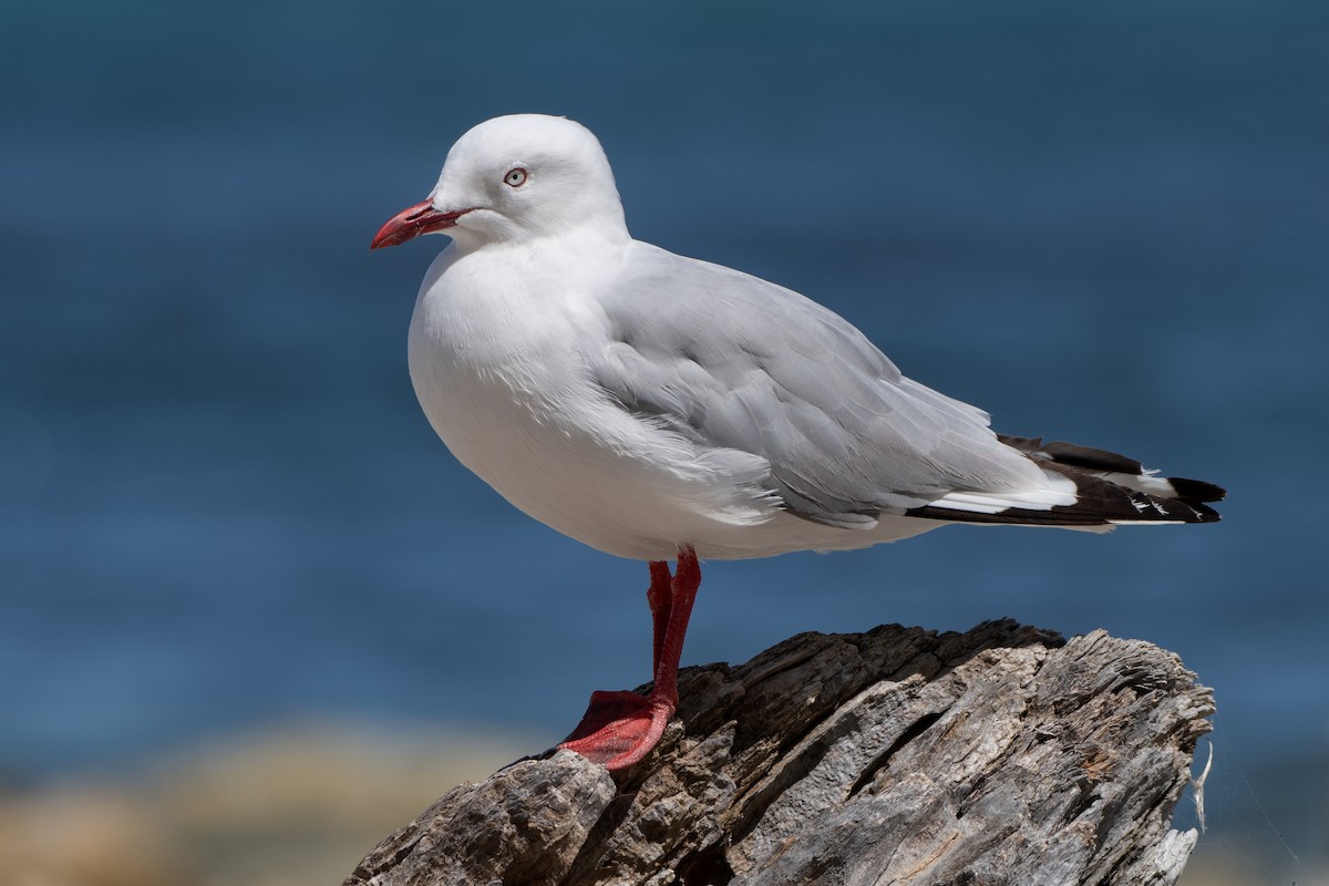 Silver Gull - Jeff Maw