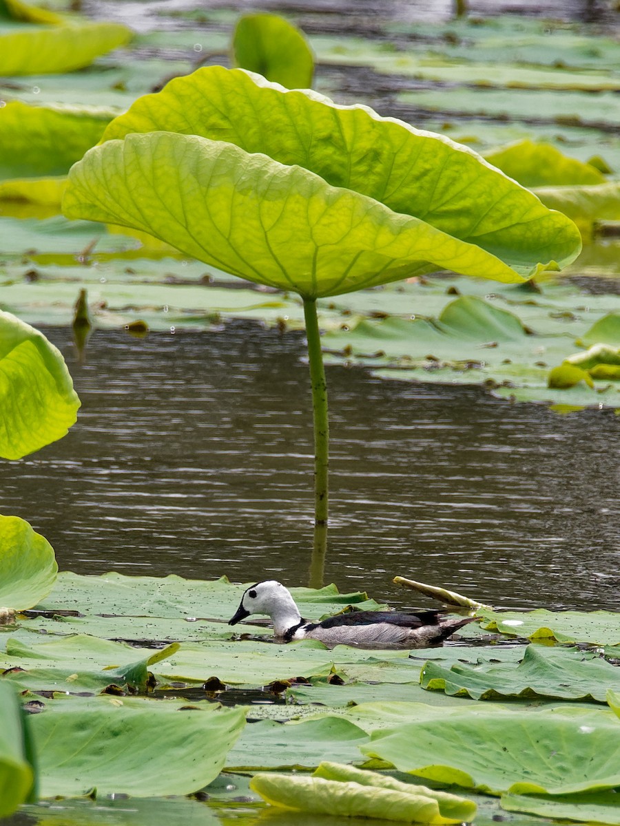 Cotton Pygmy-Goose - ML273147591