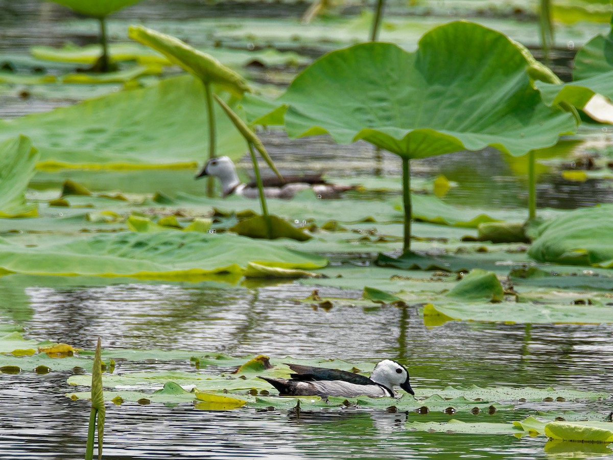 Cotton Pygmy-Goose - ML273147621