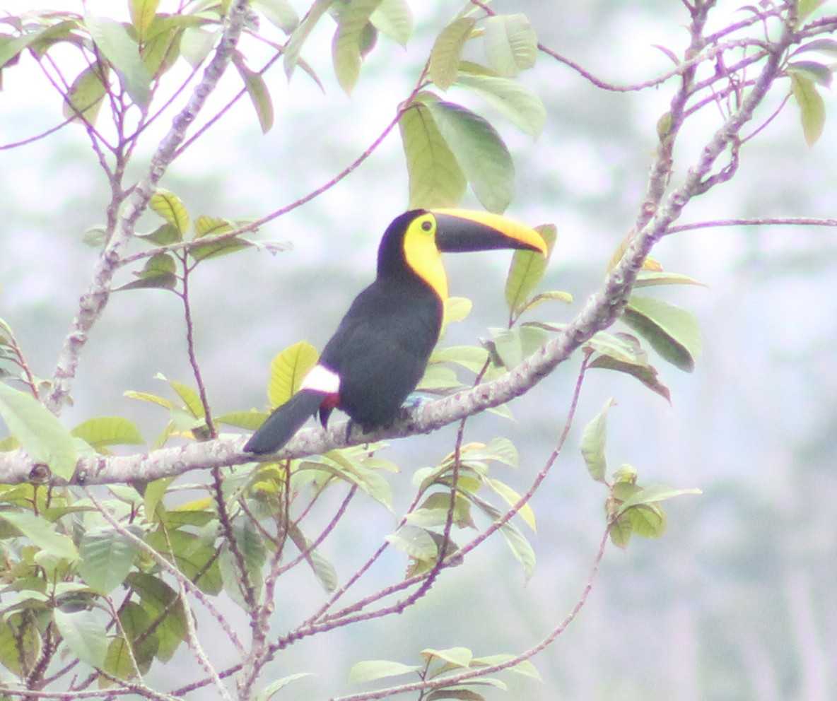 Yellow-throated Toucan - ML273147921