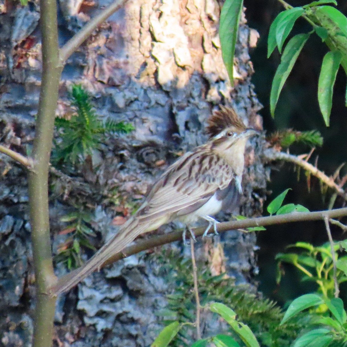 Striped Cuckoo - ML273148841