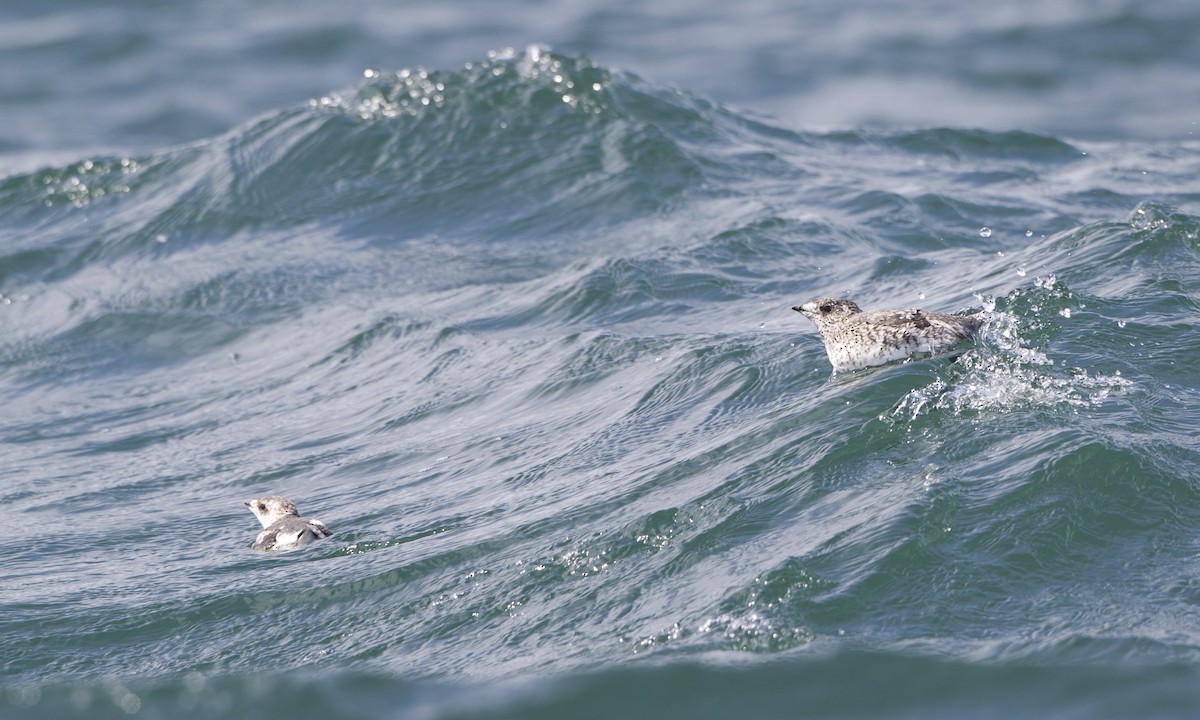 Kittlitz's Murrelet - ML27314931