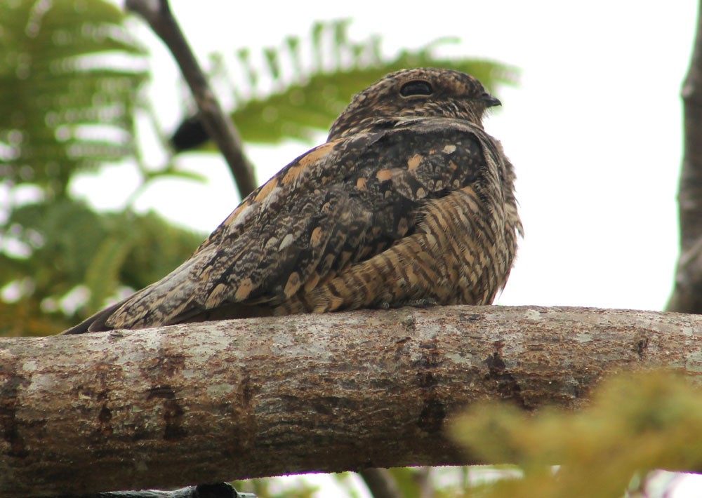 Lesser Nighthawk - ML273149551