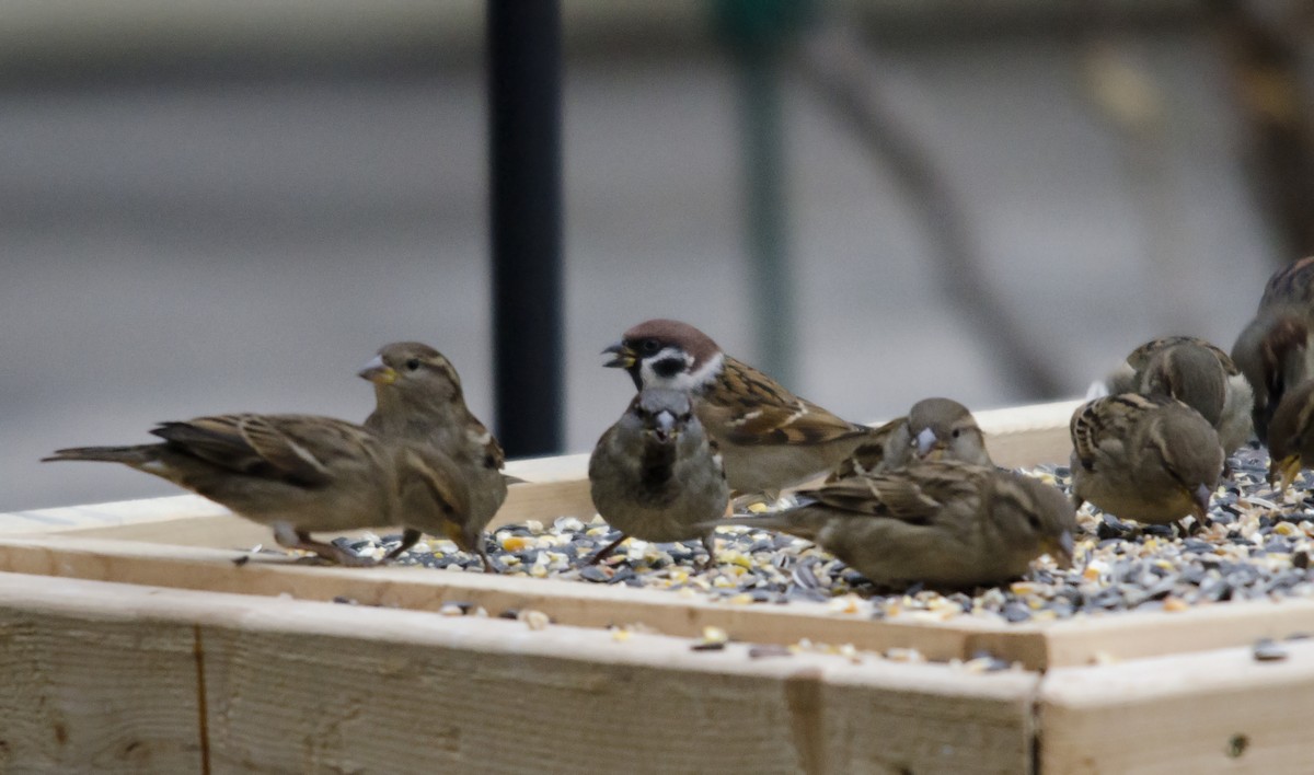 Eurasian Tree Sparrow - Joshua Vandermeulen
