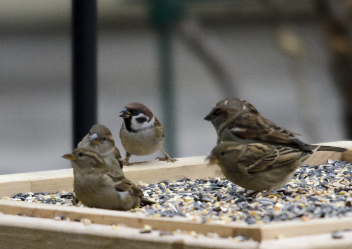 Eurasian Tree Sparrow - Joshua Vandermeulen