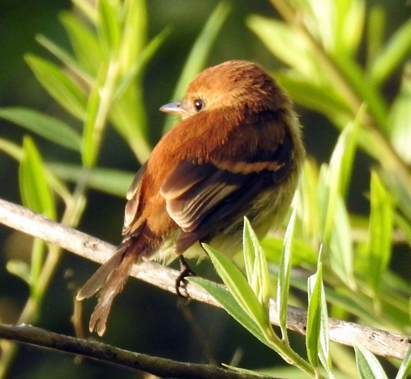 Bran-colored Flycatcher - ML273151961