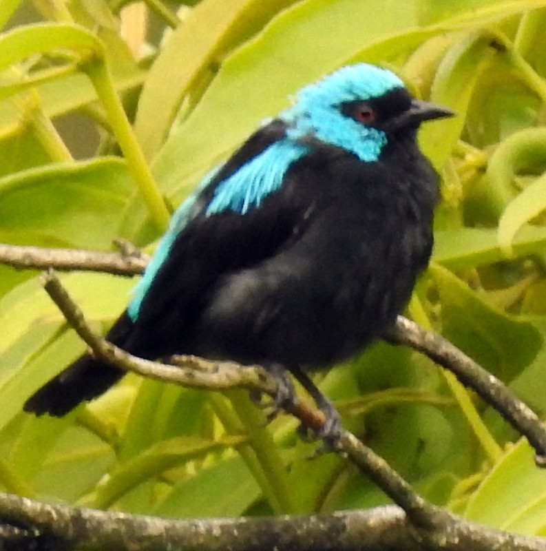 Scarlet-thighed Dacnis - Bill Fox