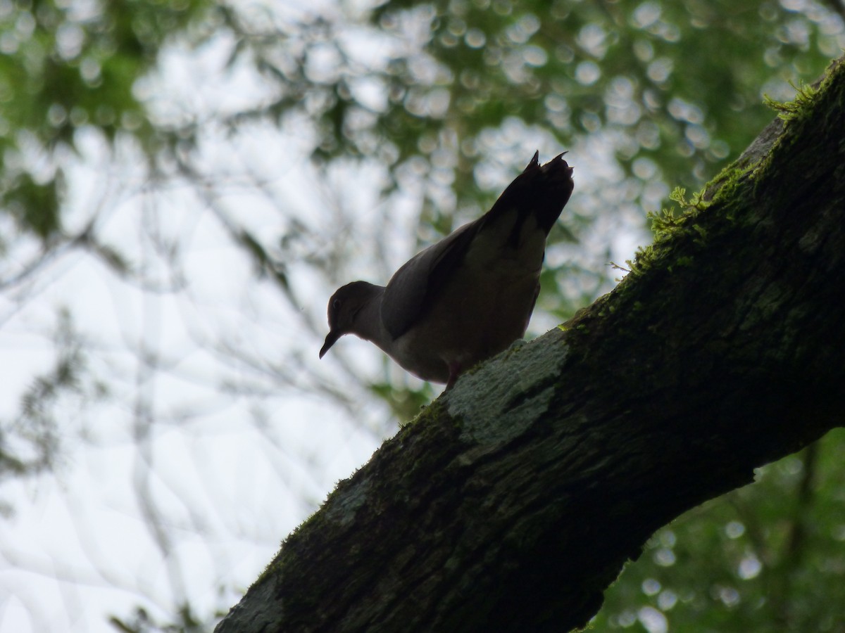 Gray-fronted Dove - ML273152231