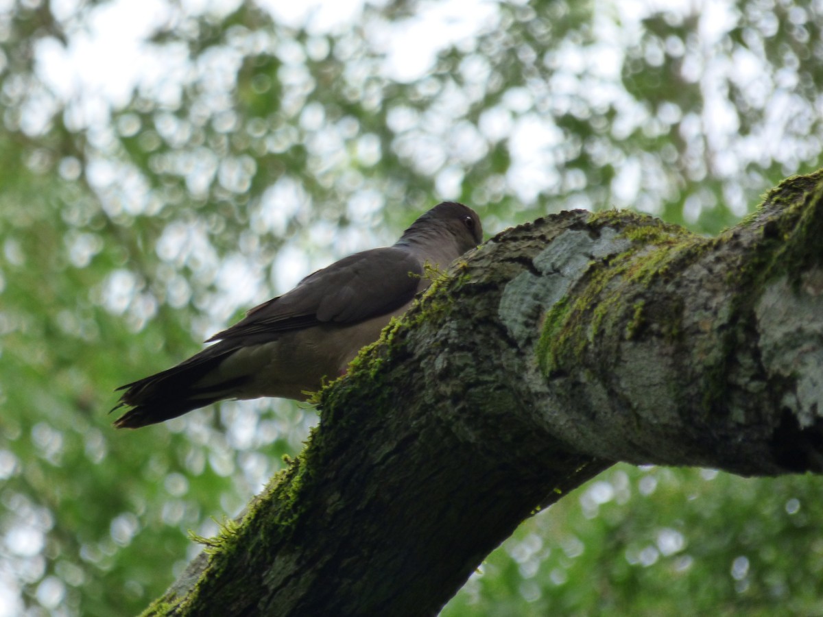 Gray-fronted Dove - ML273152321