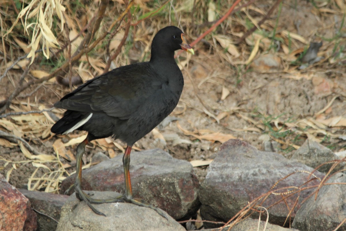 Dusky Moorhen - ML273153431