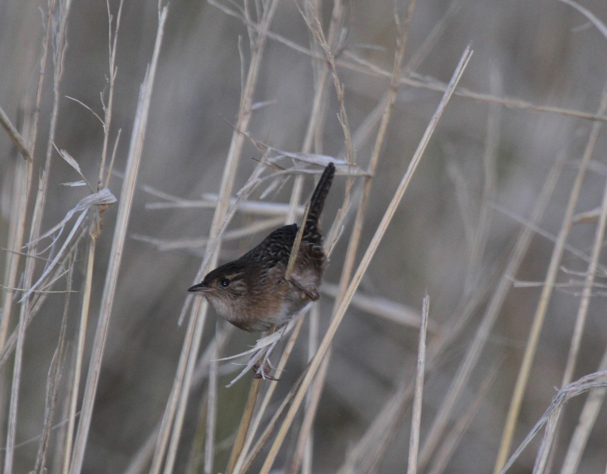 Sedge Wren - ML273153711