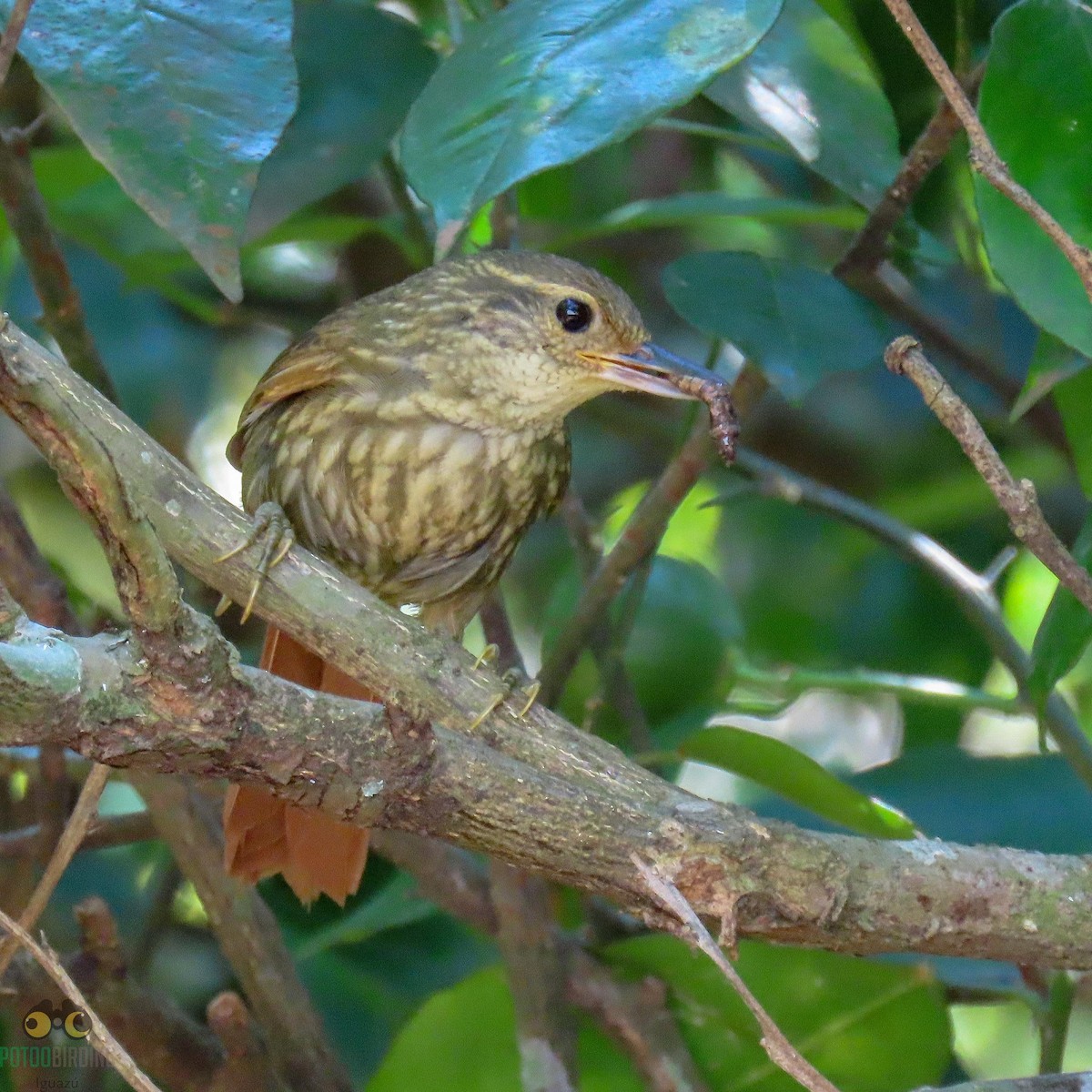 Buff-browed Foliage-gleaner - ML273153801