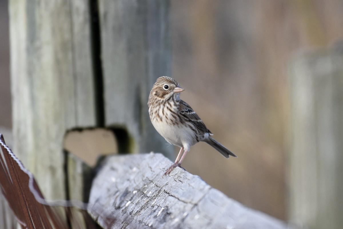 Vesper Sparrow - Bill Reaume