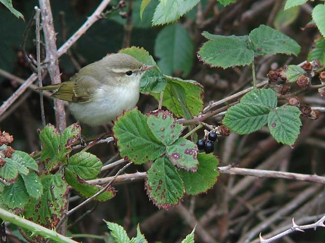 Mosquitero del Cáucaso/Verdoso - ML273153971