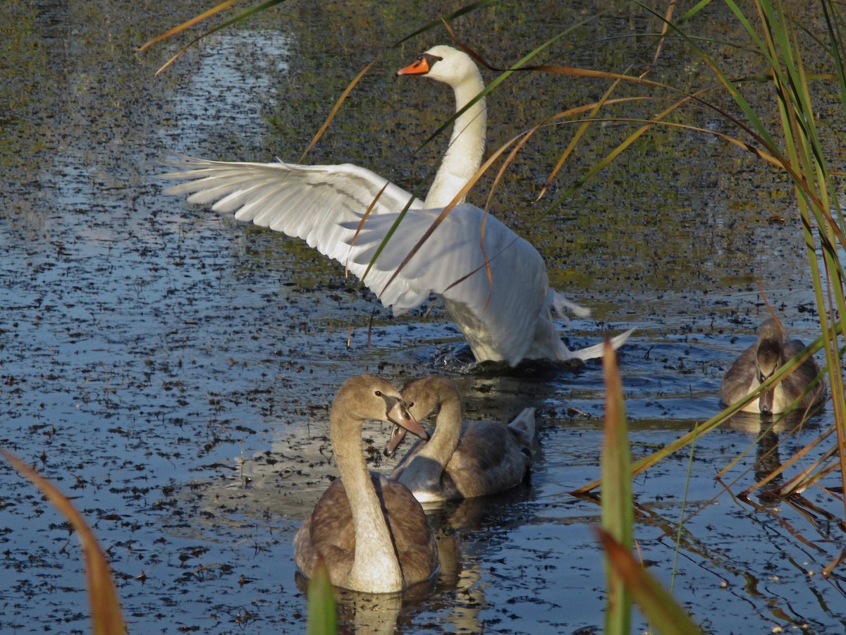 Хуруут хун - ML273154701