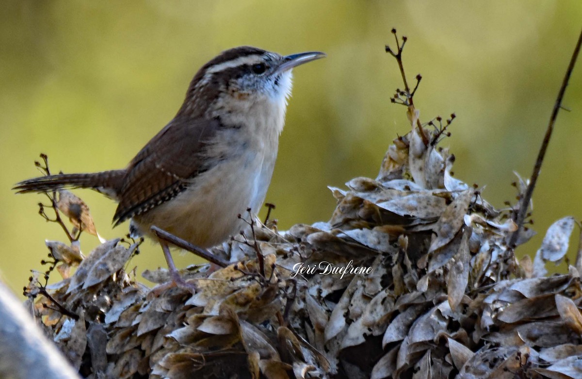 Carolina Wren - ML273155871