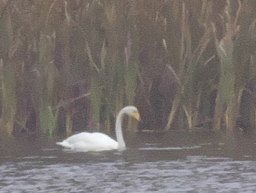 Whooper Swan - ML273157161