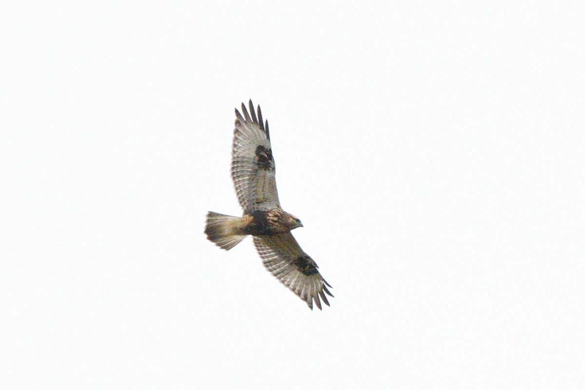 Rough-legged Hawk - ML273157751